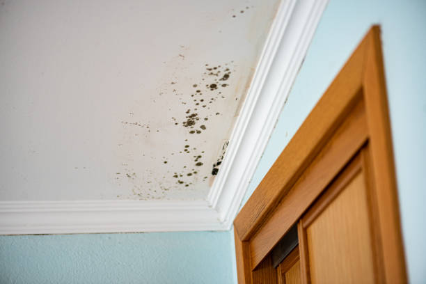 Trusted Hilton Head Island, SC Mold Removal Experts